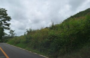 ขายที่ดิน ไม้ขาว ภูเก็ต